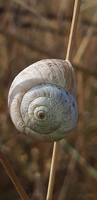 Cernuella virgata  - Michele Cento