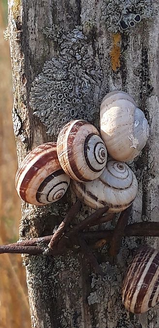 Cernuella virgata  - Michele Cento