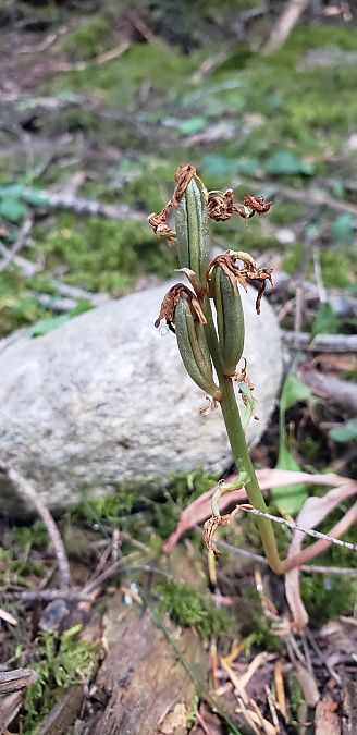 Orchis spitzelii  - Claire Perrachon