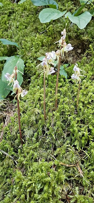 Epipogium aphyllum  - Claire Perrachon