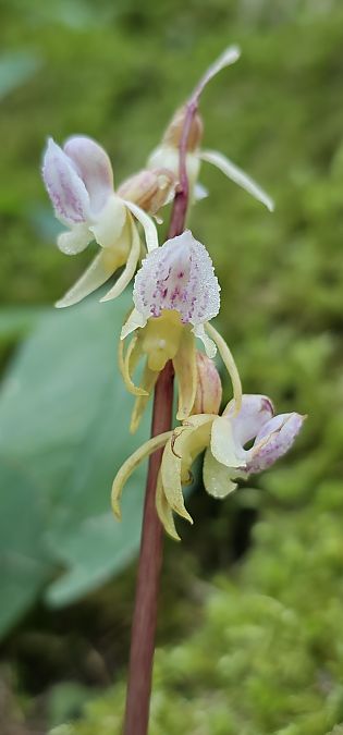 Epipogium aphyllum  - Claire Perrachon