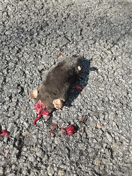 European Mole  - Marc Franch