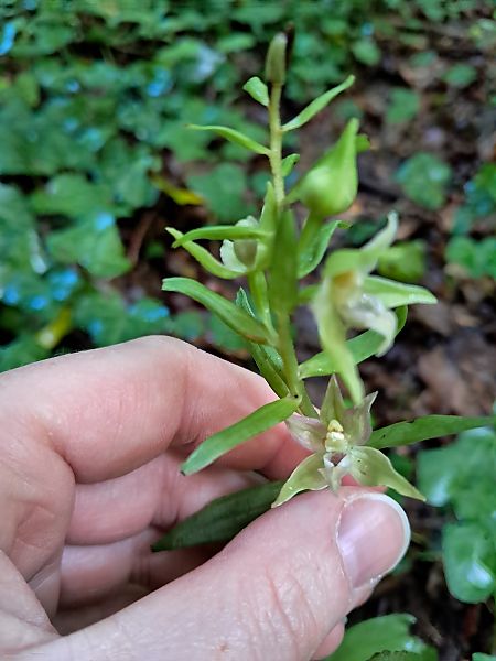 Epipactis helleborine  - Anaïs Veret