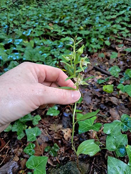 Epipactis helleborine  - Anaïs Veret