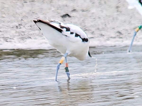 Avocette élégante  - Axel Coutant