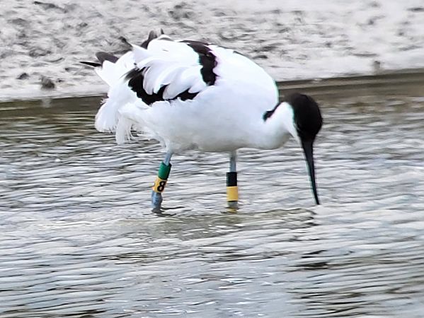 Avocette élégante  - Axel Coutant