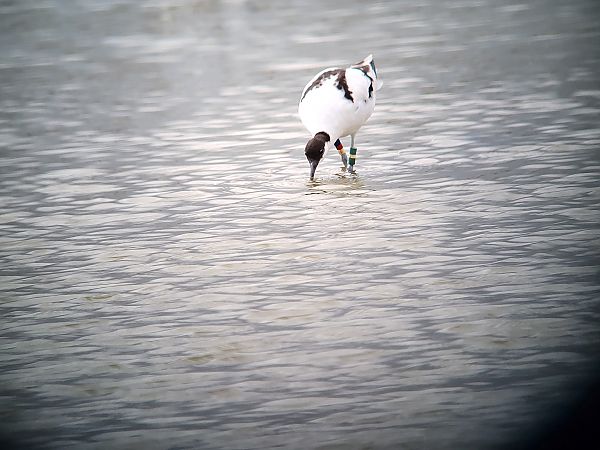 Avocette élégante  - Axel Coutant