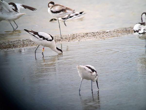 Avocette élégante  - Axel Coutant