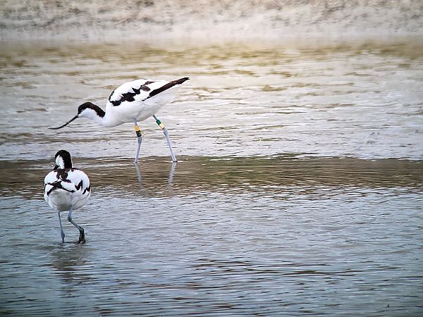Avocette élégante  - Axel Coutant