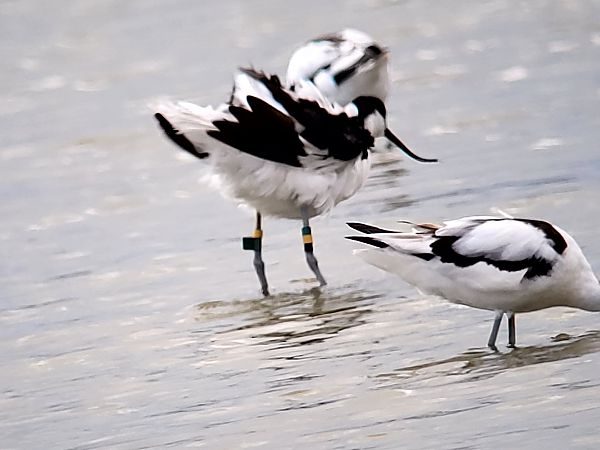 Avocette élégante  - Axel Coutant