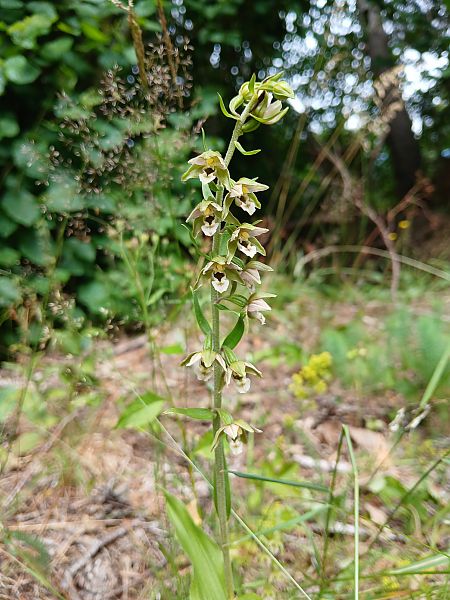 Epipactis helleborine  - Alain Falvard