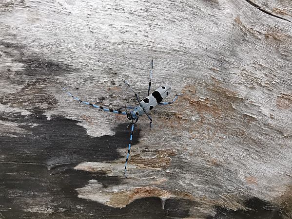 Rosalia alpina  - Eraztun Berdeko Basozainak Guardas Anillo Verde