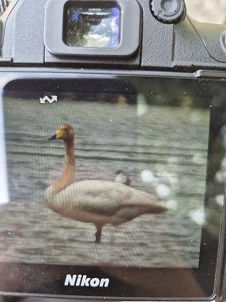 Cygne chanteur  - Lilian Vinet