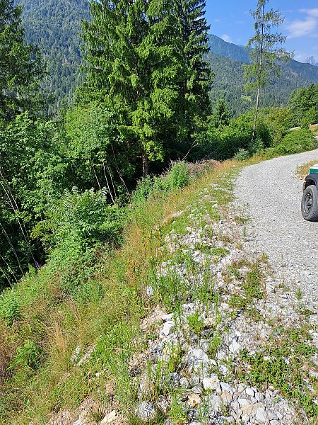 Ailanthus altissima  - Ilaria Antoniutti (FVG)