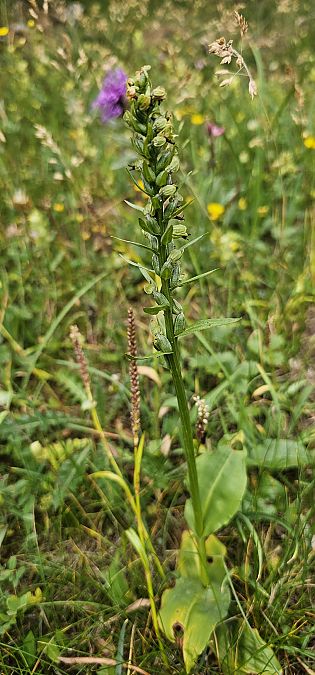 Dactylorhiza viridis  - Claire Perrachon