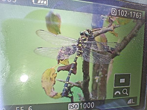 szklarnik leśny  - Michał Polakowski