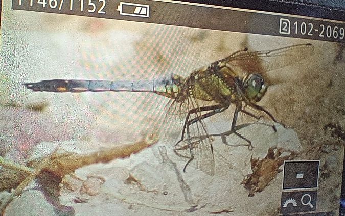 lecicha pospolita  - Michał Polakowski