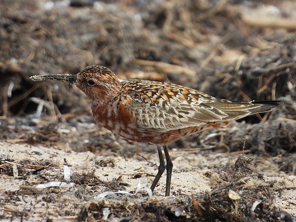 Curlew Sandpiper  - Julianna Owczarek