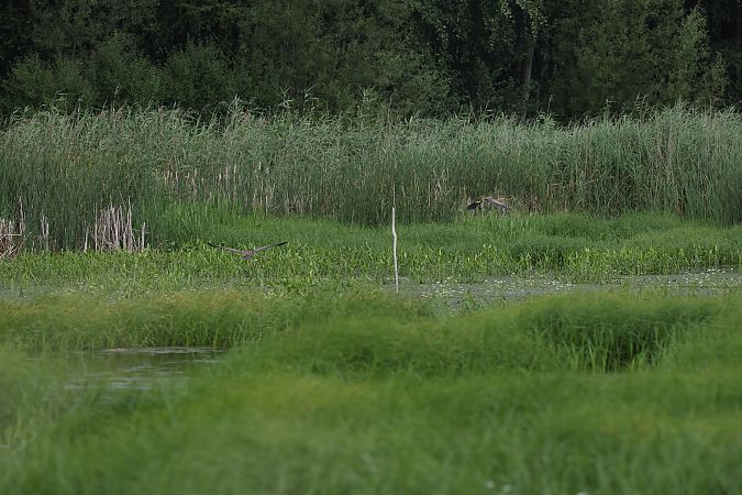 Purple Heron  - Monika Kleszcz