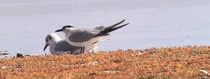 Gull-billed Tern  - Christine Ludwig