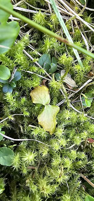 Neottia cordata  - Claire Perrachon