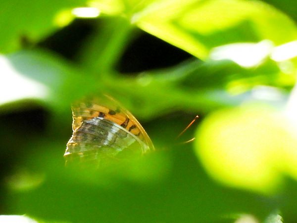 Argynnis paphia  - Christian Vaucher