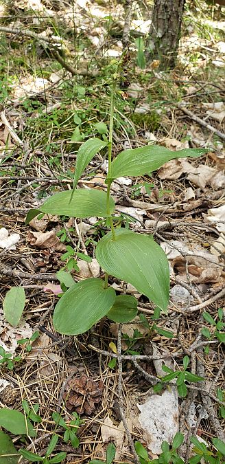 Epipactis helleborine var. minor  - Claire Perrachon