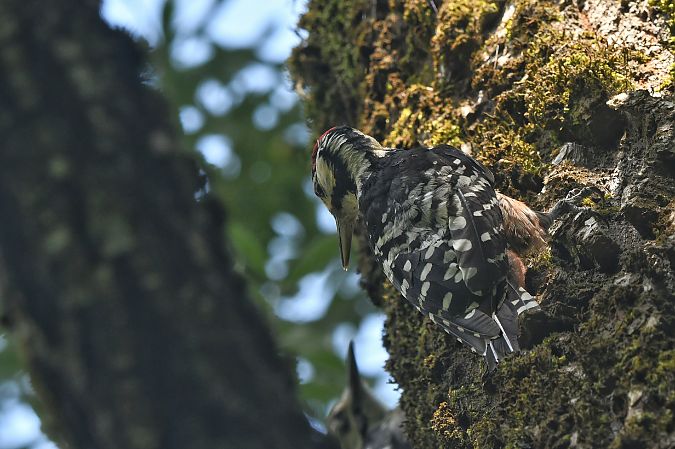Picchio dalmatino (ssp. lilfordi)  - Thomas Armand