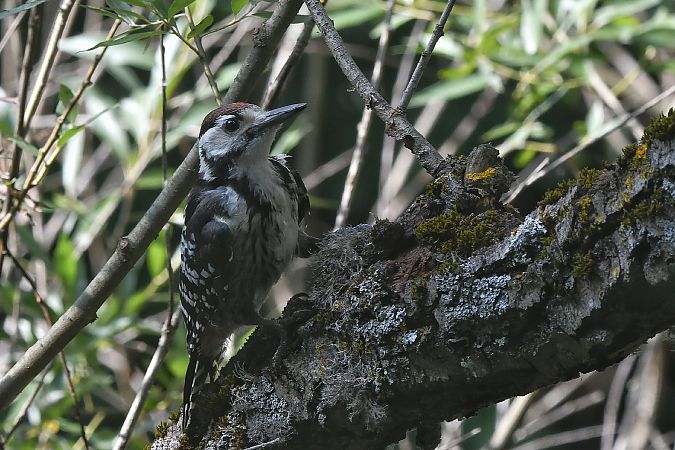 Picchio dalmatino (ssp. lilfordi)  - Thomas Armand