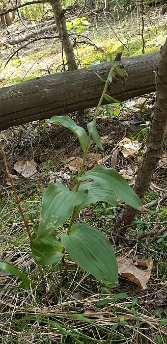 Epipactis helleborine var. minor  - Claire Perrachon