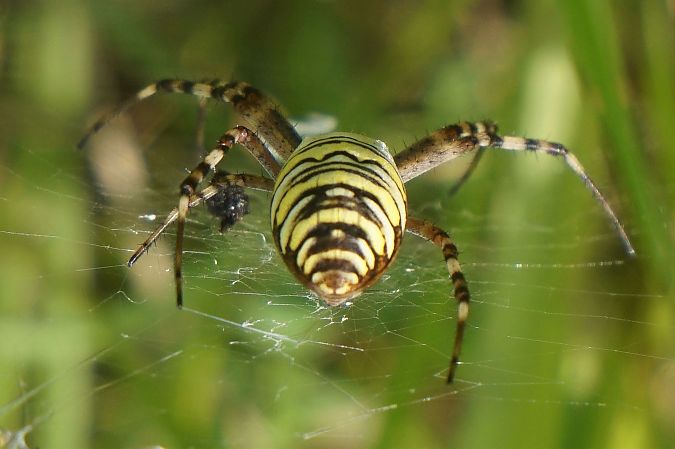 Argiope frelon  - Frédérique Merck
