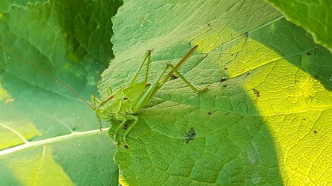 Grande Sauterelle verte  - Maryline Commoy