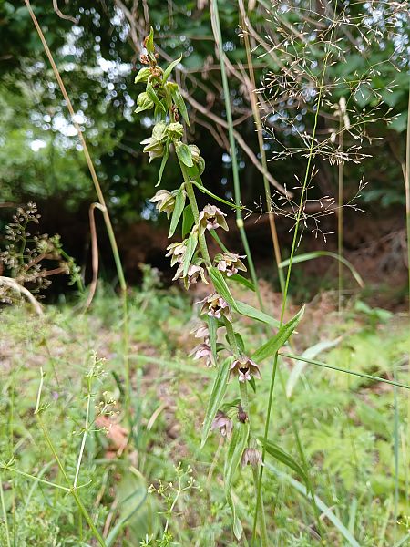 Epipactis helleborine  - Alain Falvard