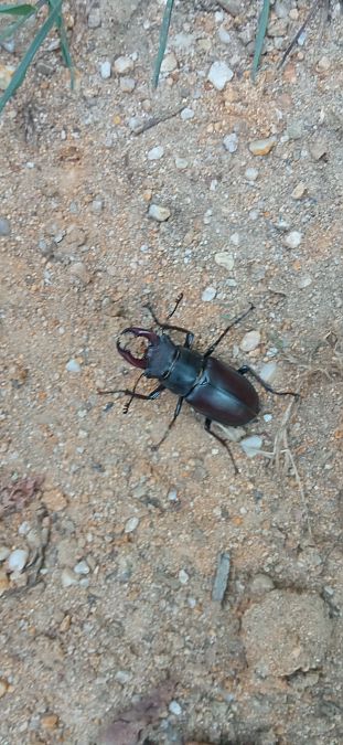 Lucanus cervus  - Marco Meneguz