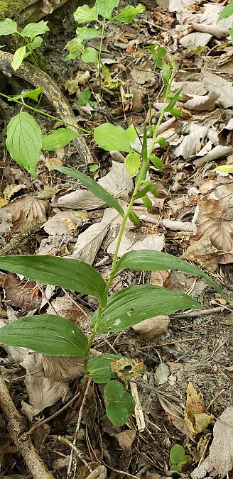 Epipactis leptochila  - Claire Perrachon
