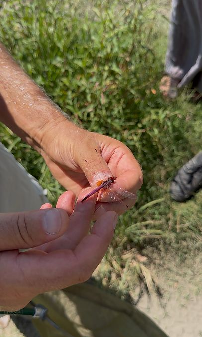 Trithemis annulata  - Roberto Fabbri
