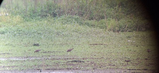Curlew Sandpiper  - Radosław Włodarczyk