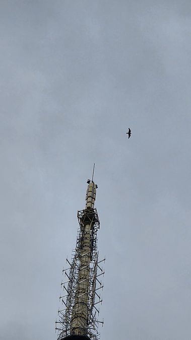 Peregrine Falcon  - Krzysztof Jankowski
