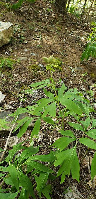 Cephalanthera rubra  - Claire Perrachon