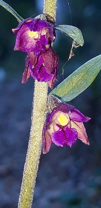 Epipactis purpurata  - Michele Cento