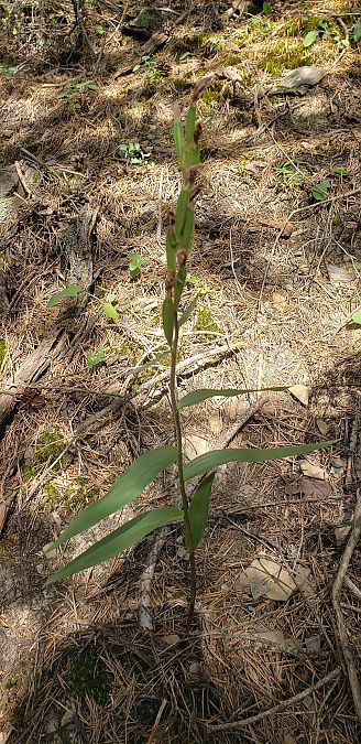 Cephalanthera rubra  - Claire Perrachon