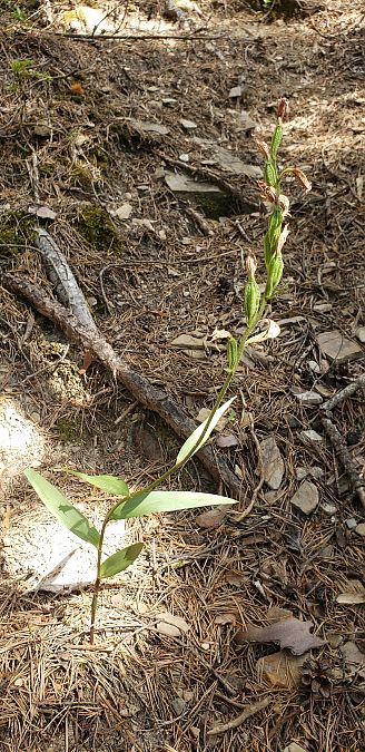 Cephalanthera rubra  - Claire Perrachon