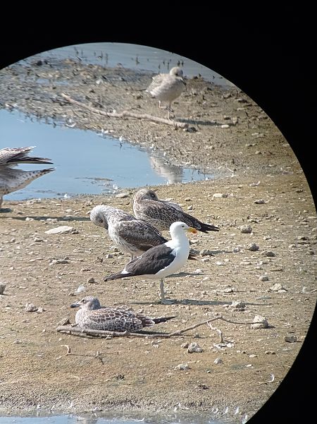 Goéland dominicain  - Hugo Debry