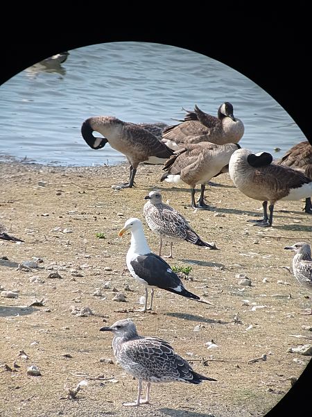 Goéland dominicain  - Hugo Debry
