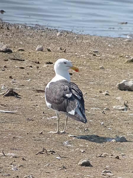 Goéland dominicain  - Hugo Debry