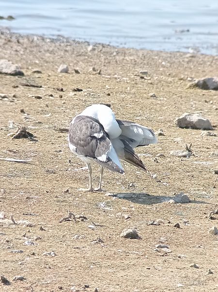 Goéland dominicain  - Hugo Debry