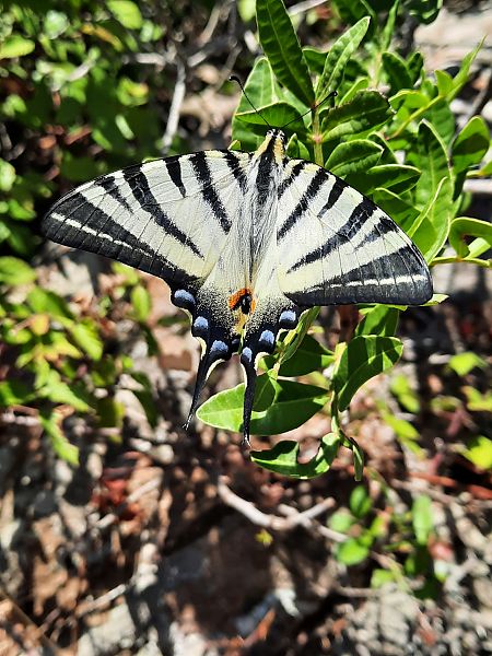 Iphiclides podalirius  - Michele Coppola