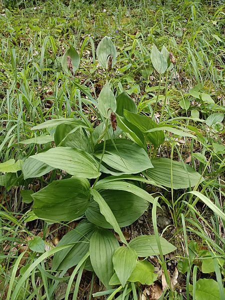 Cypripedium calceolus 