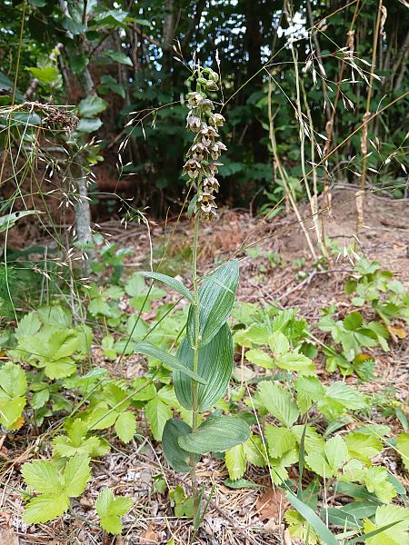 Epipactis helleborine  - Alain Falvard
