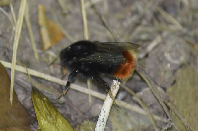 Bombus sp.  - Philippe Cherel